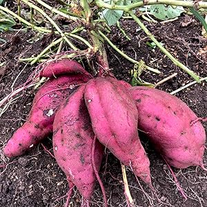 Amazon.co.jp: 紅あずま(べにあずま)さつまいもの苗 9cmポット 2個