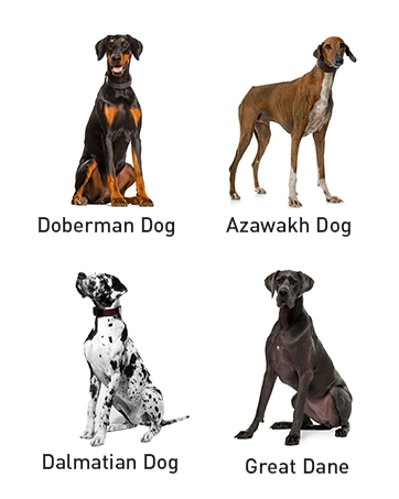orthopedic dog bed