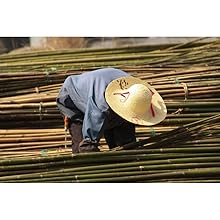 bamboo farmer making bundles
