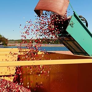 Loading Fresh Cranberries