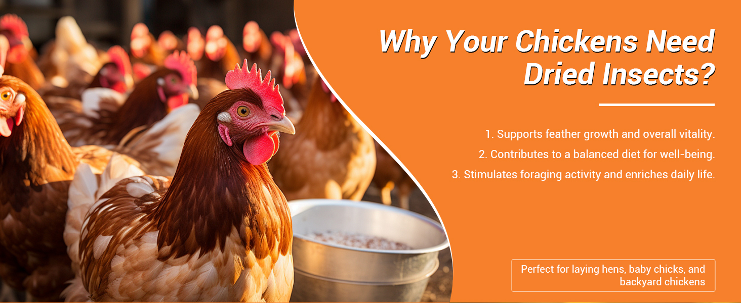Why chickens need LuckyQworms Dried insects: supports feather growth, vitality natural foraging