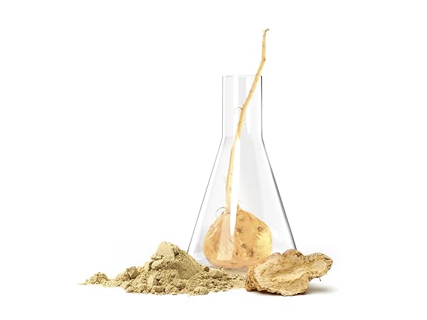 MACA ROOT