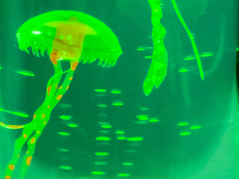 19-20 moss JELLYFISH　156cm 19-20 moss JELLYFISH 156cm 19-20 moss JELLYFISH 156cm 19-20