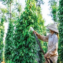 Un ouvrier récoltant du poivre