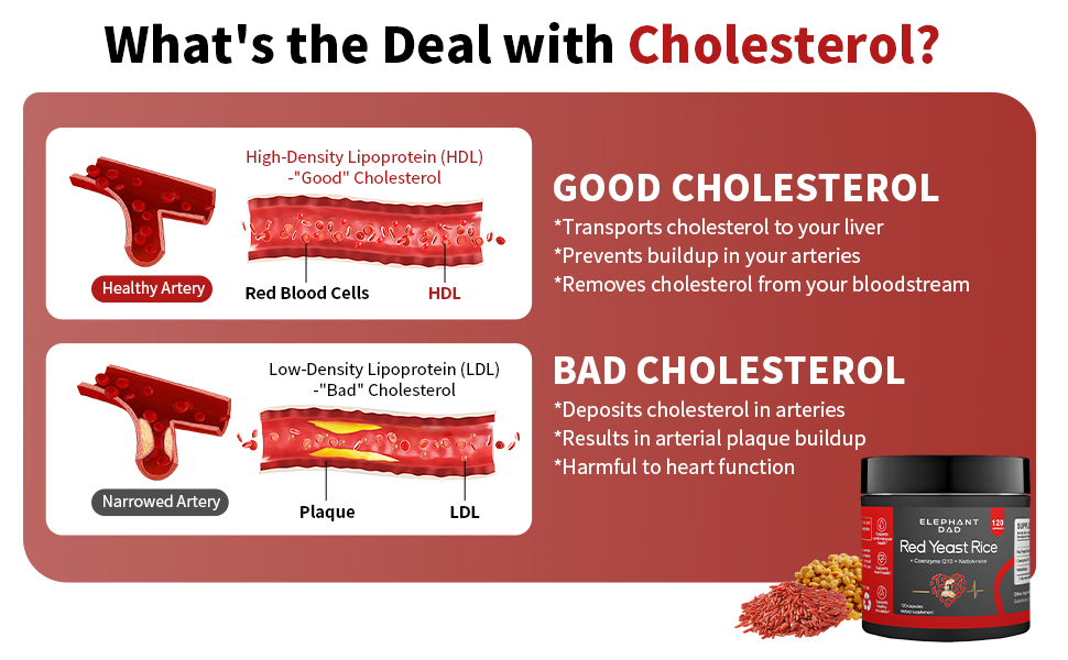 What&#39;s the Deal with Cholesterol?