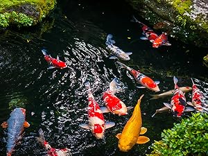 Outdoor Pond (Freshwater)