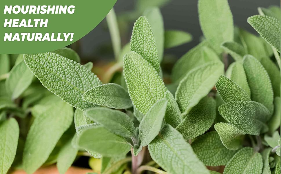 Bodygenix Sage Leaf Capsules 1600mg Menopause Symptoms Hot Flushes