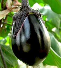 Amazon.co.jp: ITANSE ナス苗 泉州絹皮水なす【野菜苗 3号 接木