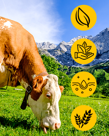 Vache brune paissant dans un pré alpin avec fond de montagne, recouverte de quatre icônes circulaires jaunes représentant des symboles de la nature