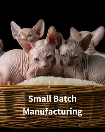 Four Sphynx Kittens in a basket