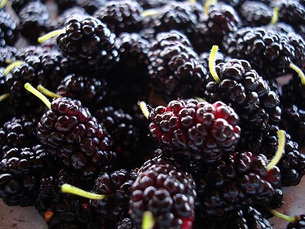 長桑　四季なり　桑苗　確認用 長桑 四季なり 桑苗 確認用 Amazon.co.jp: 四季成り マルベリー