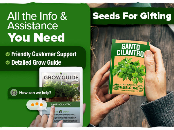 Best Cilantro Seeds for Indoor Planting in Florida: Your Ultimate Guide to Fresh Herbs Year-Round 3 Amazon.com : HOME GROWN 𝗨𝗦𝗔 𝗣𝗥𝗘𝗠𝗜𝗨𝗠 500+ Cilantro Seeds ...