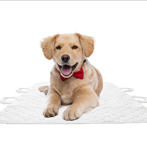 Pet Training