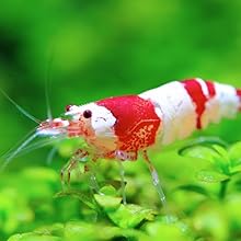 Creating a lively shrimp Lollies aquarium is easier with our range of slow-dissolving lollies.