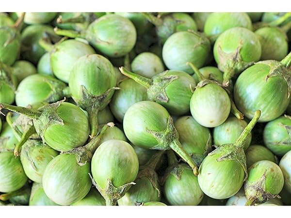 Amazon.co.jp: ITANSE なすの苗 タイナス 自根苗 3～3.5号