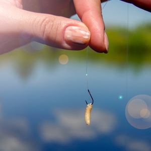 Waxworms Fishing Bait Feeder Insects Reptile Food Live Worms Amphibian Food