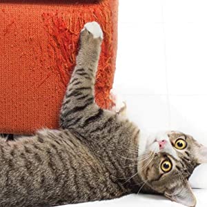 Eine Katze spielt mit einem Stuhl.