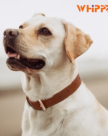 dog collar (5)