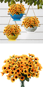 daisy mums