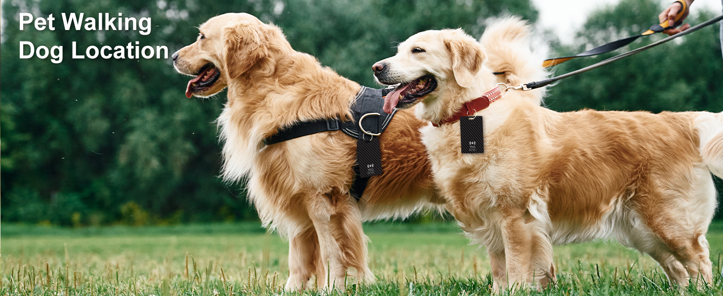 Pet Walking Dog Location.