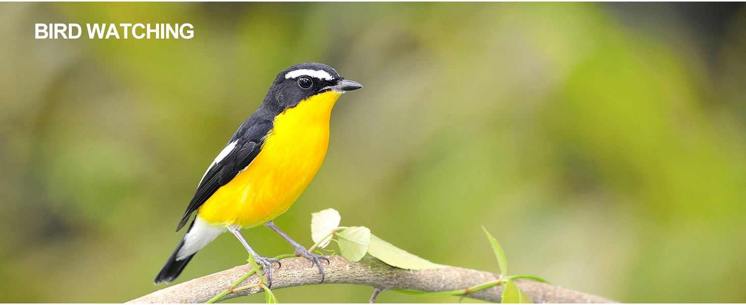 spotting scope for Birding Watching