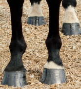 Pure sole hoof mud