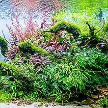 Wasserpflanzen
