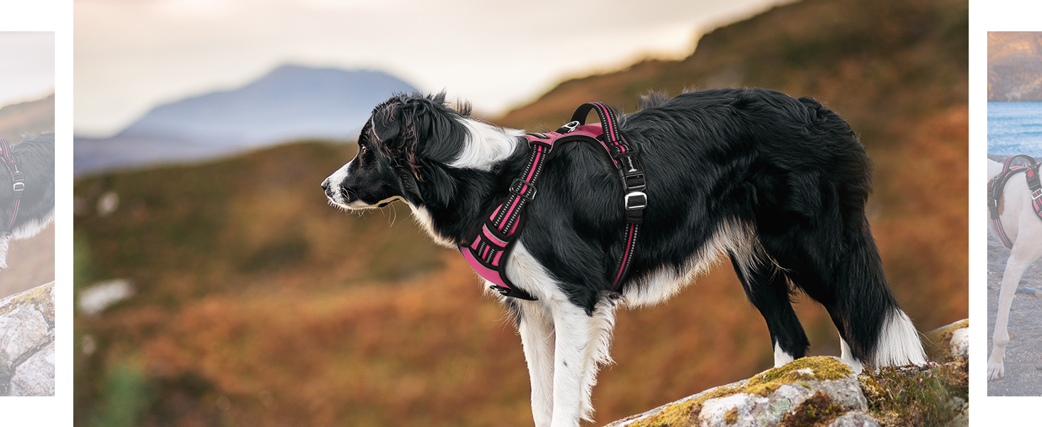 dog harness