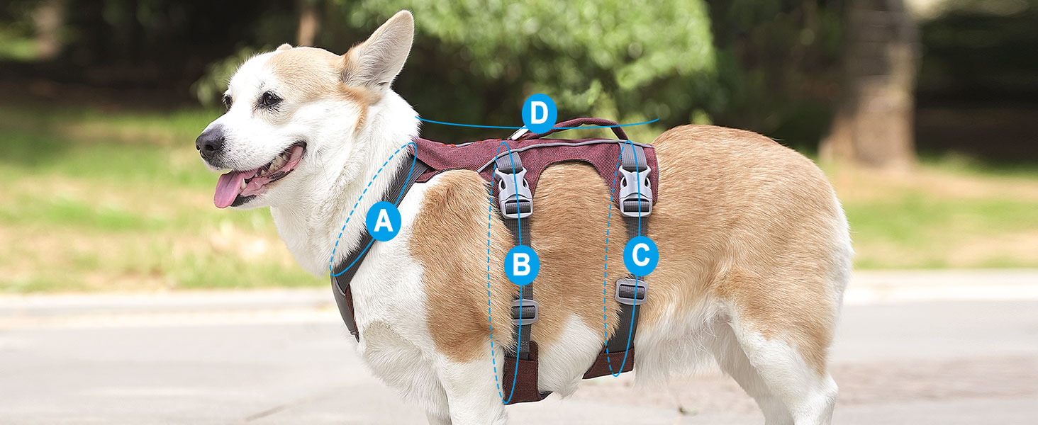 dog harness