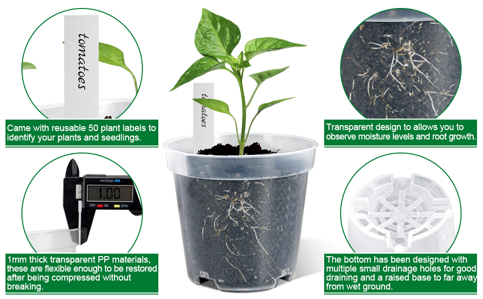 clear pots for plants