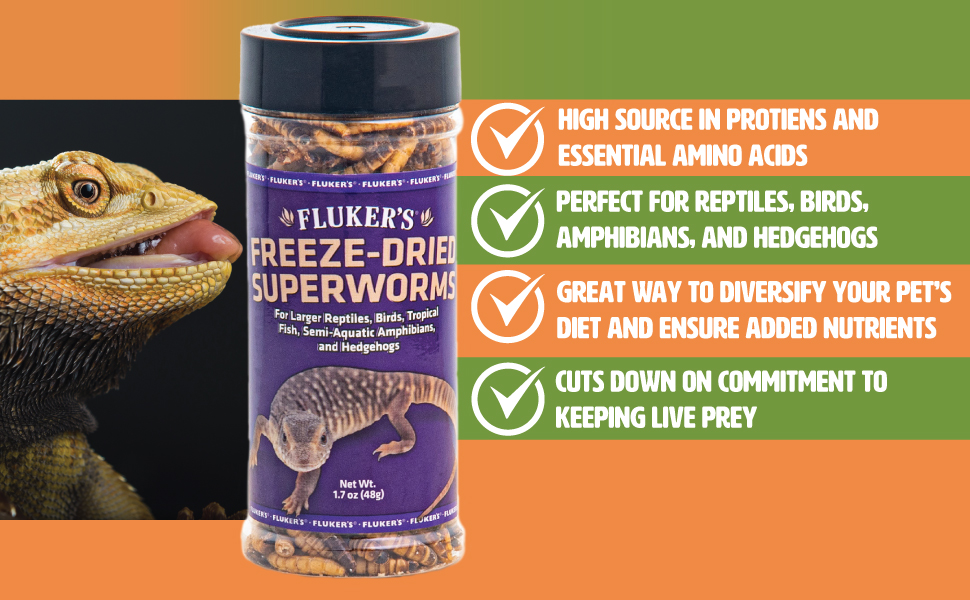 Bearded dragon with tongue out and a bottle of freeze dried superworms. List of benefits