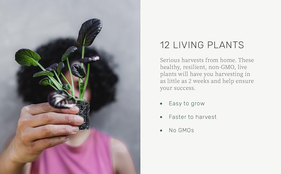 Lettuce Grow Amara Mustard Greens Seedlings Pack 12 Live