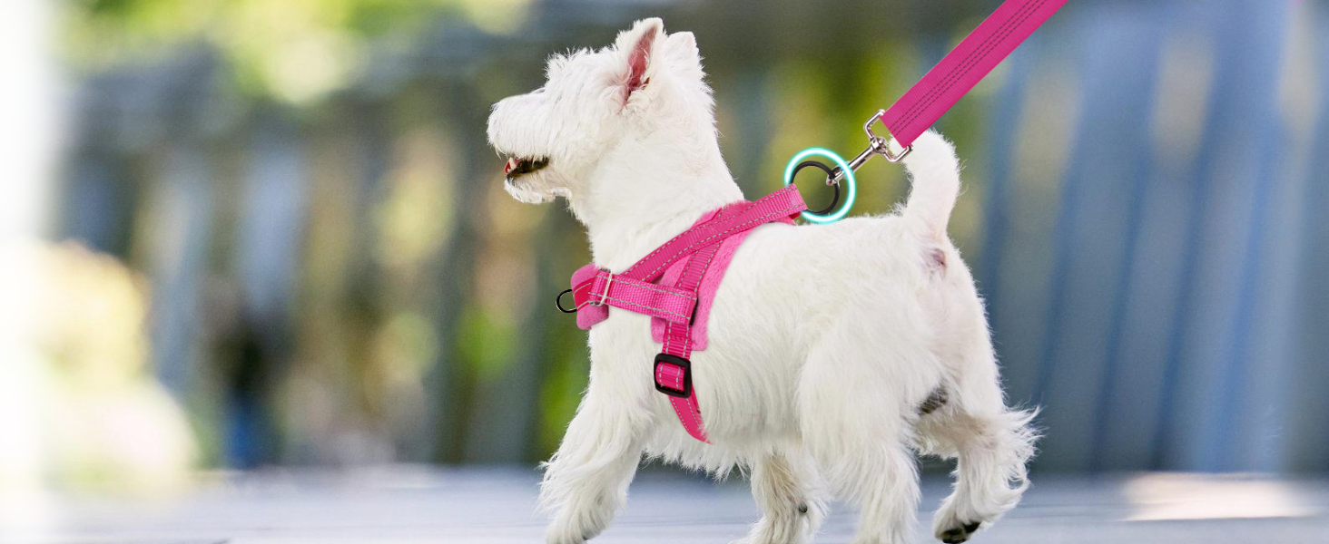 small dog harness leash set for small dogs