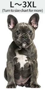 Small Dog Costume, Dog Halloween Costumes