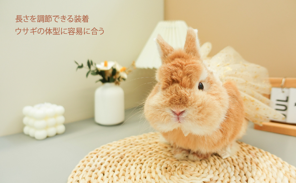 Amazon.co.jp: [teemoyaya] うさぎ 服 ネザーランドドワーフ