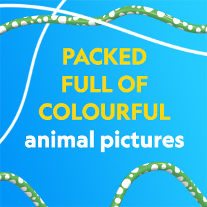 Packed full of colourful animal pictures