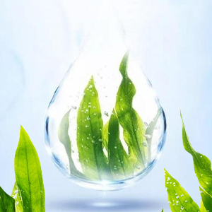 ALGAE EXTRACT