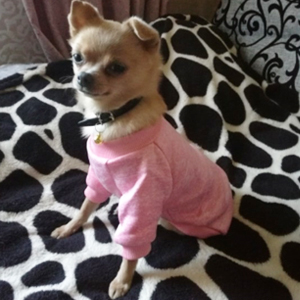 pet dog sweater