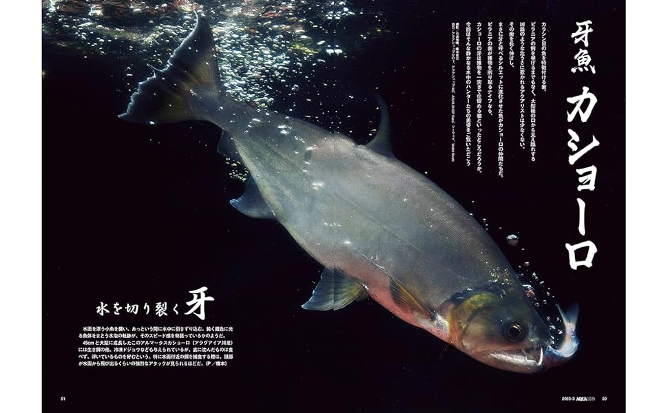 プレコ　アクアマガジン ５冊セット　創刊号　情報誌 プレコ アクアマガジン 5冊セット 創刊号 情報誌 2025年最新