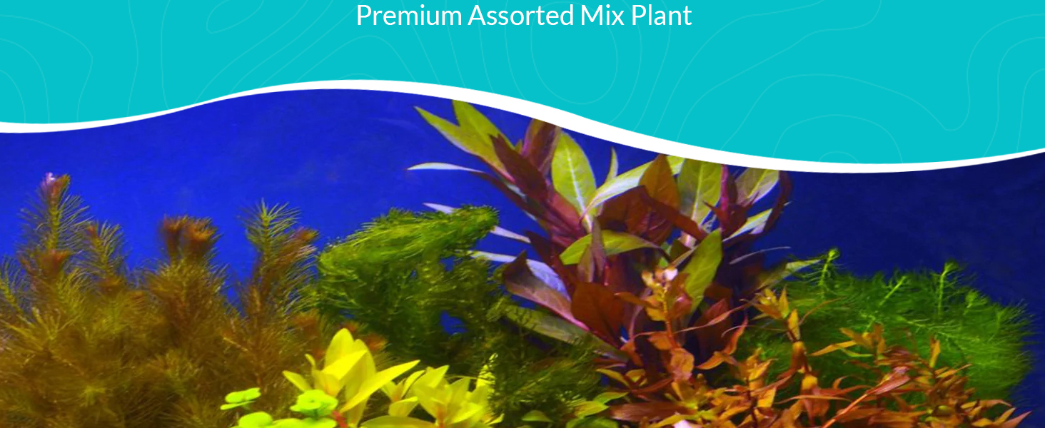 Live Plant