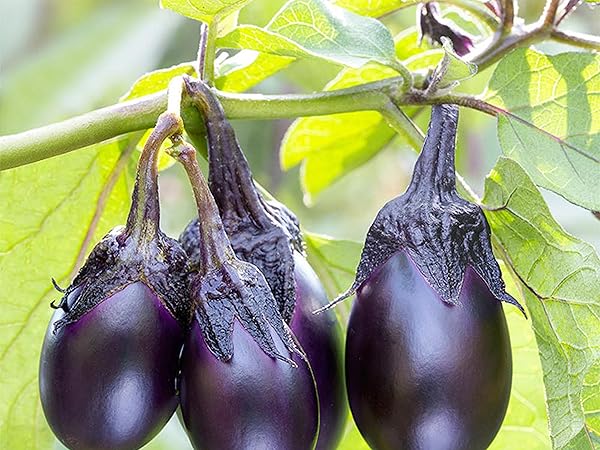 Amazon.co.jp: ITANSE ナス苗 泉州絹皮水なす【野菜苗 3号 接木