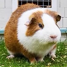 Dutch pig Grass House