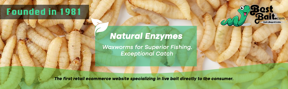 Waxworms Fishing Bait Feeder Insects Reptile Food Live Worms Amphibian Food
