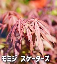 モミジです。 Amazon.co.jp: ITANSE モミジ スケーターズ 4号 1個売り