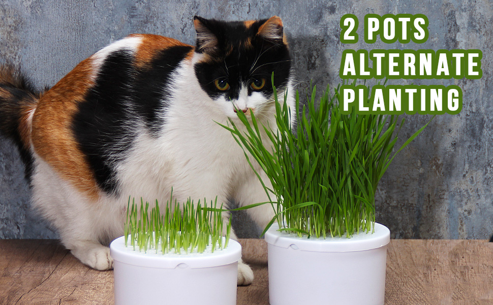 BENPIN 2Pcs Hydroponic Cat Grass Planter (no Seeds