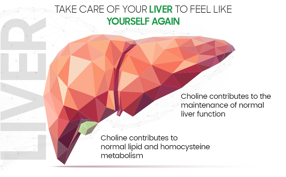 Choline Bitartrate Capsules 180 Vegan Choline Capsules 6 Months Supply Contributes to The