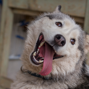 hund
