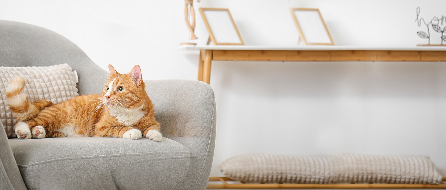 heat cat house