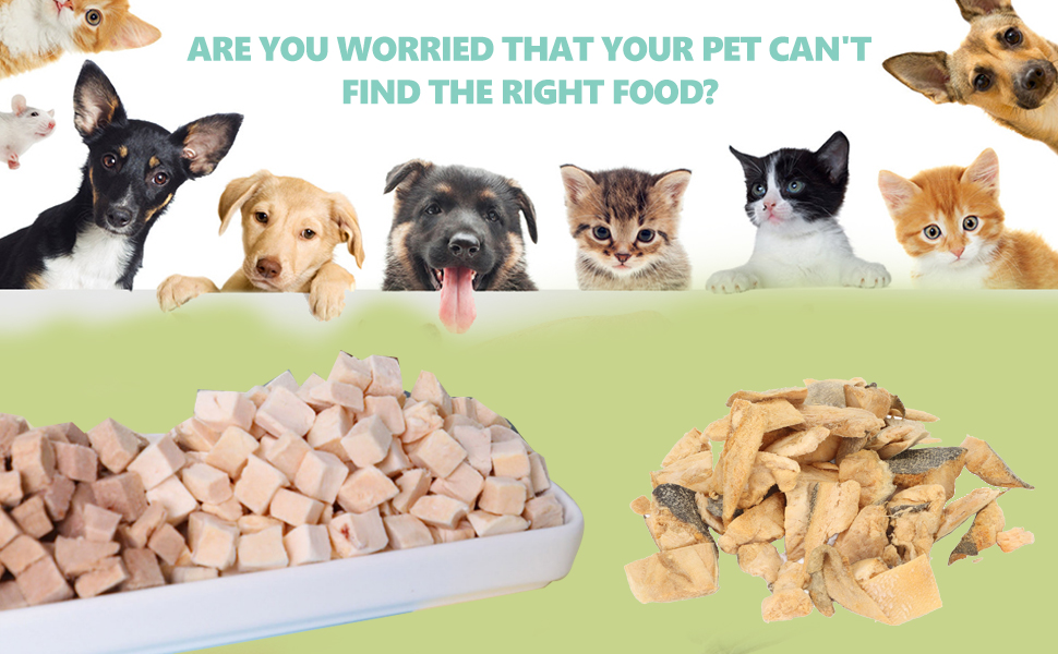  Pet Treats