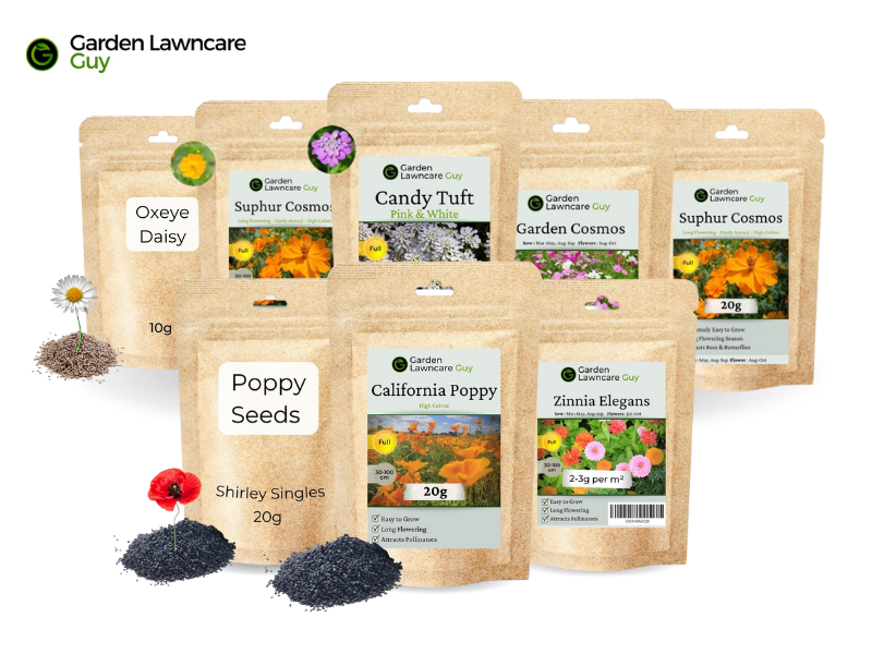 Oxeye Daisy Seeds Wild Flowers Seeds UK Thousands of Seeds to Scatter Garden Lawncare Guy